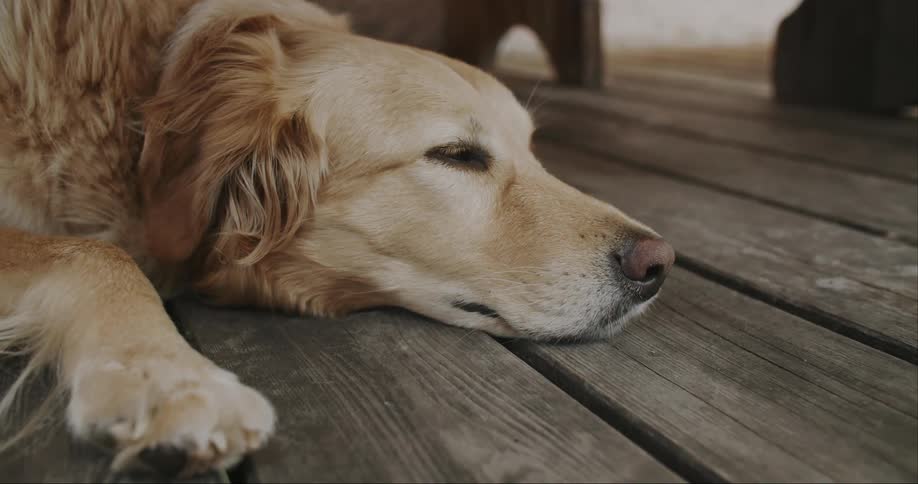 Golden retriever lying on a wooden floor