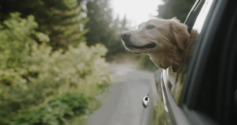 A dog has his head out the window of a moving vehicle and he is looking at the surrounding trees