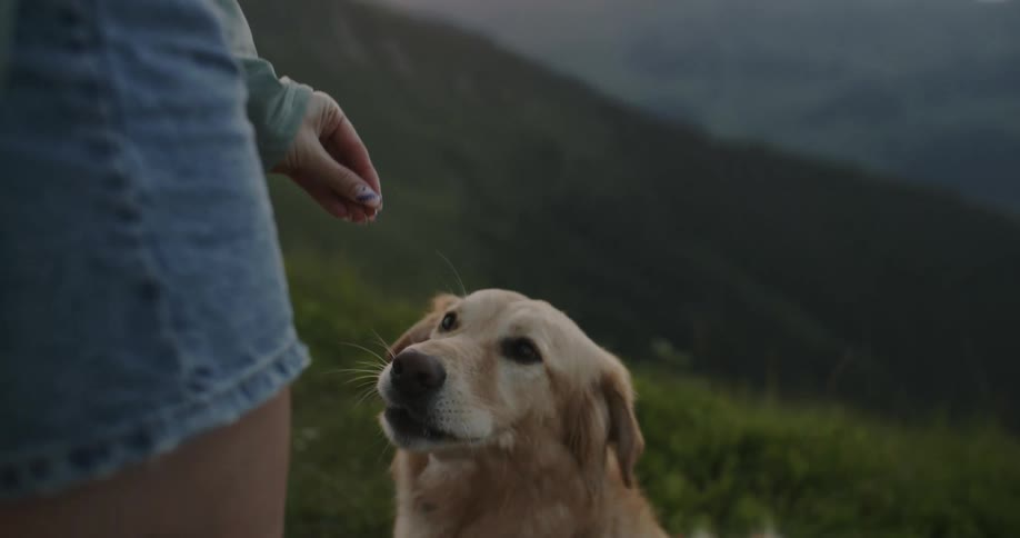 Woman on a mountain giving a treat to a golden