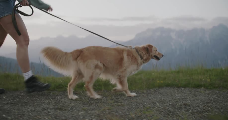 A woman walks a golden retriever on a leash along a path with mountains in the background