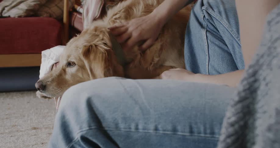 A person sits on the couch petting a golden retriever dog lying next to them
