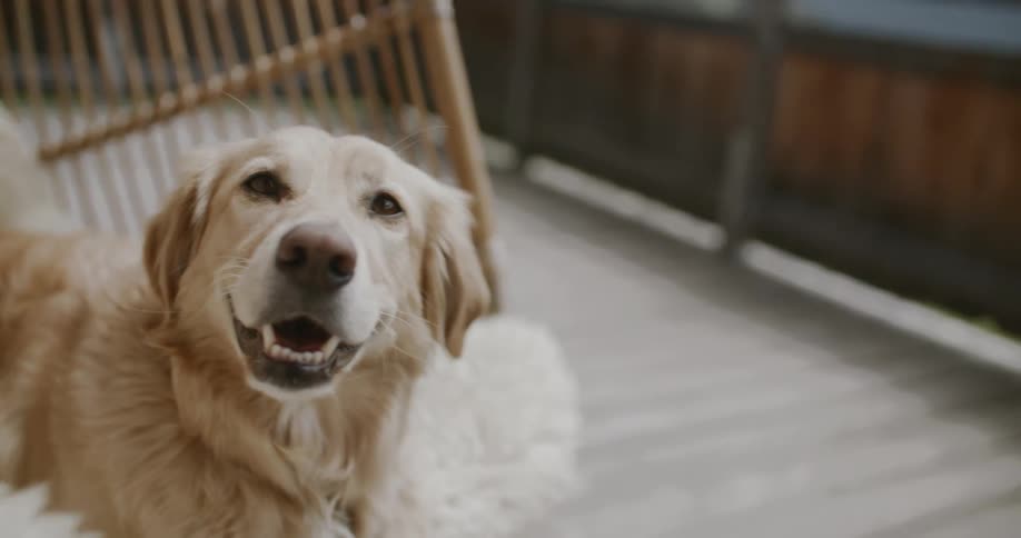A golden retriever sits on an outdoor patio