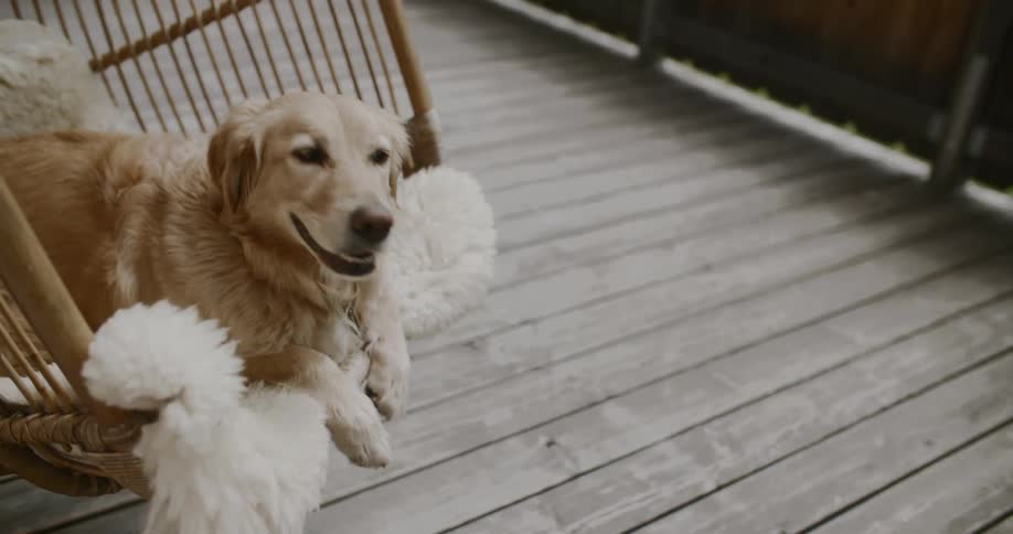 A golden retriever lies on a swing with fluffy white cushions set on a wooden deck