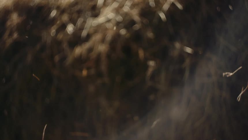 Extreme closeup on dry grass flying