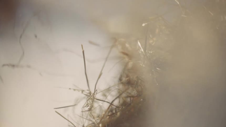 Dried grass falls down from a hand thats sprinkling it around