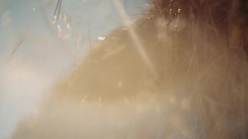 Hay blowing in the wind with beautiful lens flare