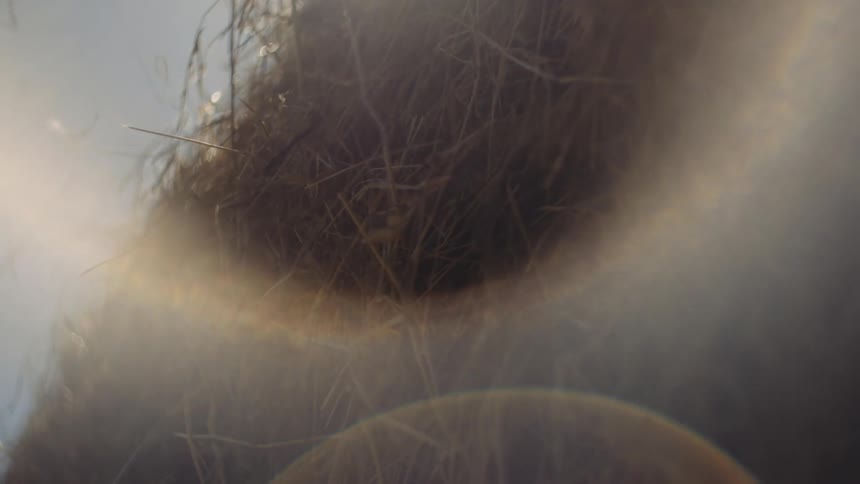 A closeup of hay illuminated by sunlight creating a warm glowing effect