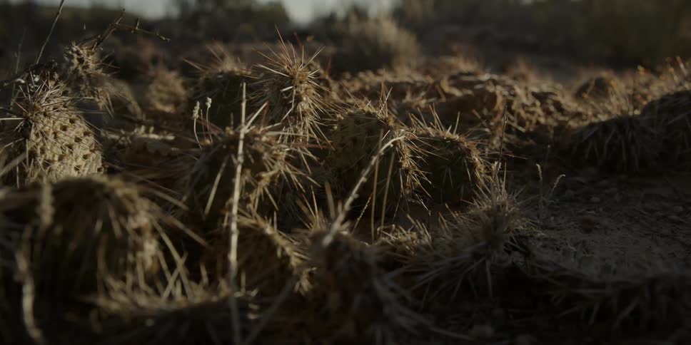 Cacti on dusty ground during the day