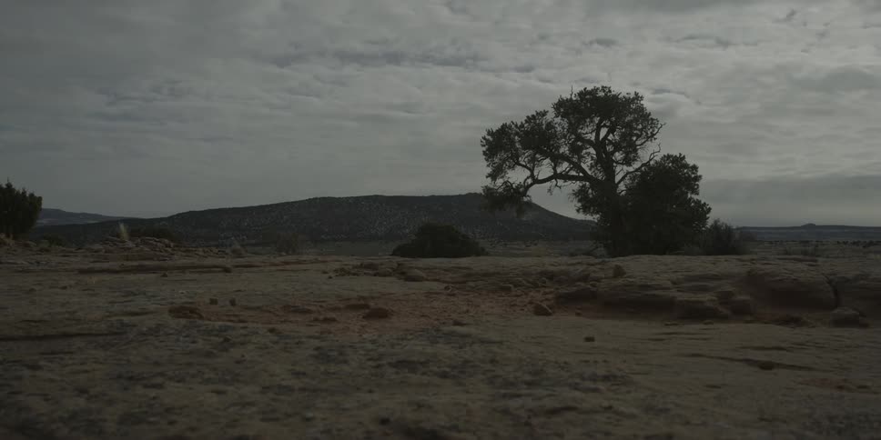 Clouds are moving over a tree and bushes in a desert landscape