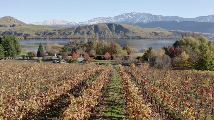 Vineyard leads towards the calm lake and mountains T