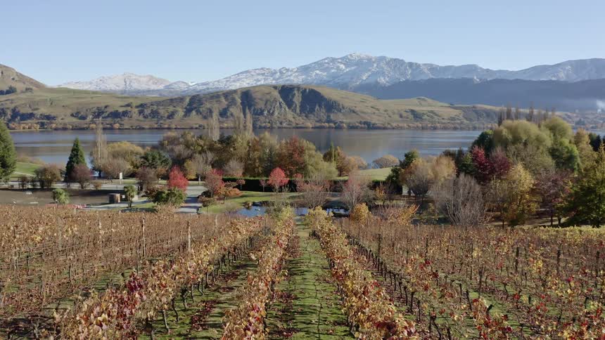 A vineyard rows of grapevines a body of water in the middle and snow capped mountains in the background