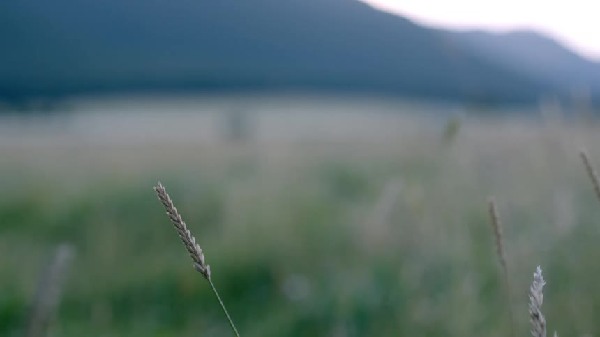 Stalks topped by seed pods sway in the breeze in a field