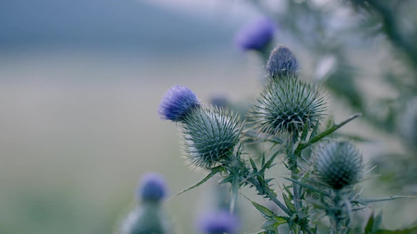 Closeup of purple thistle flowers in a natural blurred background