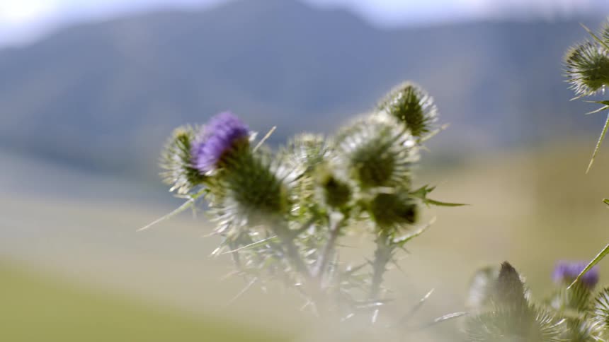 Purple thistle flowers in focus with a mountain landscape blurred in the background