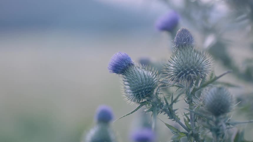 The flower is purple with needles on it