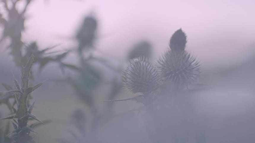 Closeup on a flower with thorns and fog around it