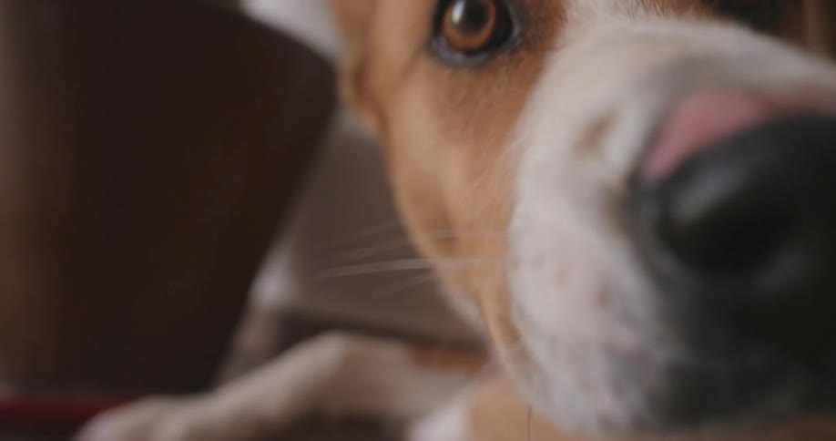 A dog lifts his head and looks around