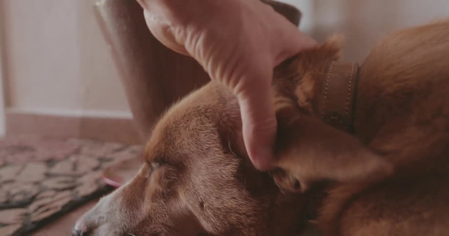 Man pets the head of a dog lying on the floor near a potted plant