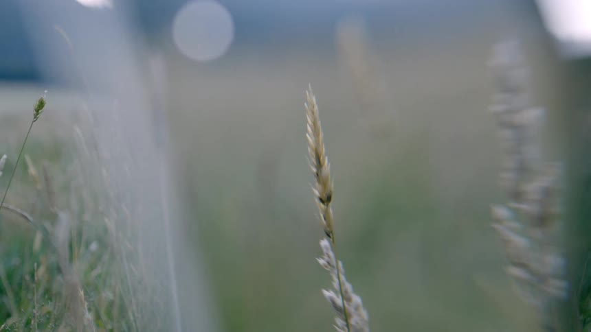 A close up of a single wheat stalk in focus with a blurred background