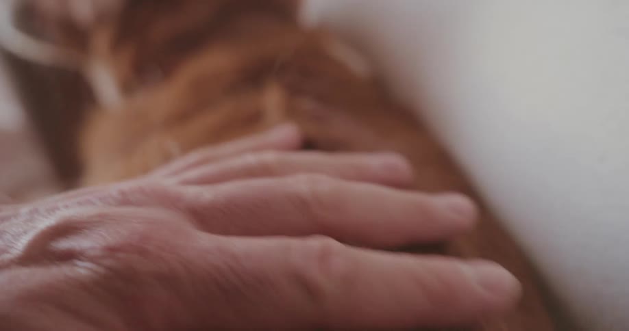 A person is petting their dog