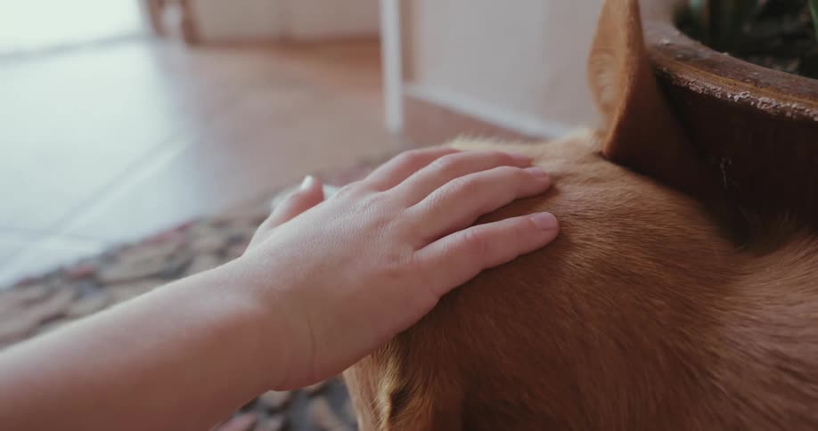 Kid hand petting a dog