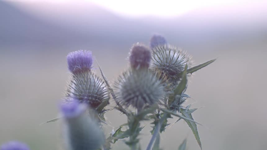 Closeup of purple flowers with thorns with a blurred background