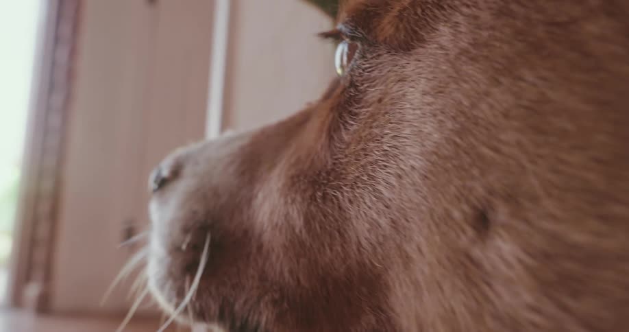 A dog is looking out the window