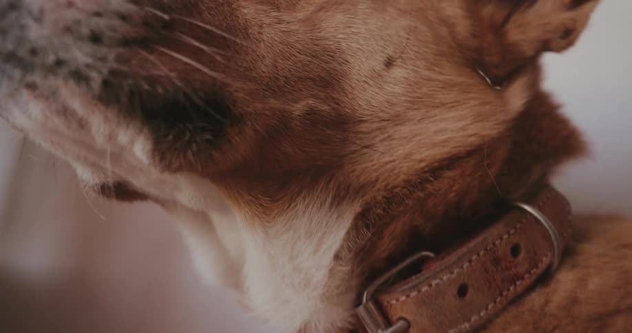 Pet dog sitting indoors looks around then raises its head
