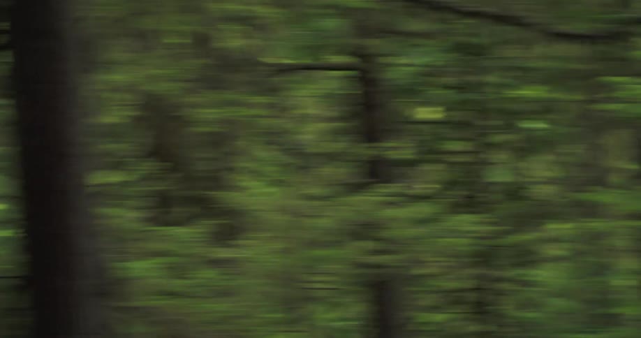 Dynamic whip pan of blurry green trees in the woods