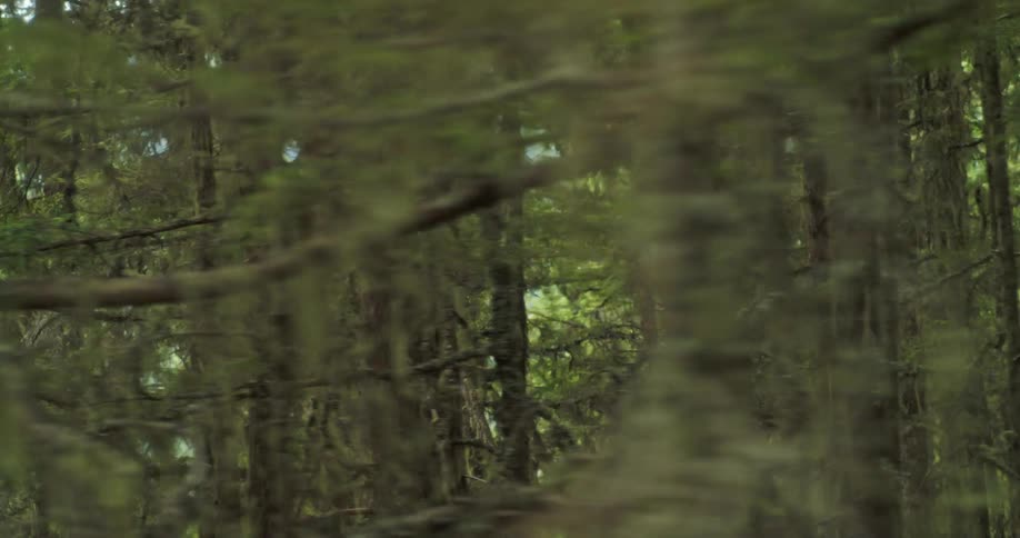 An ancient and dense forest with thick moss and lichen