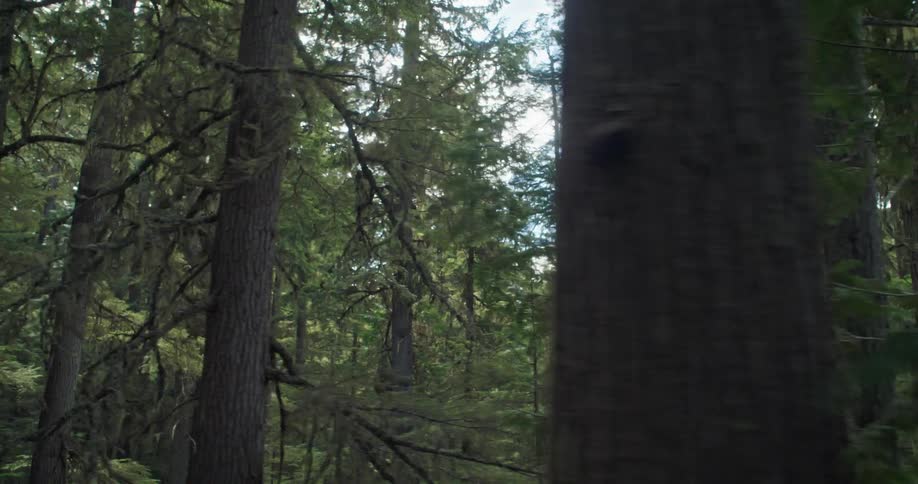 Camera sweeps through a green forest with tall coniferous trees in the day