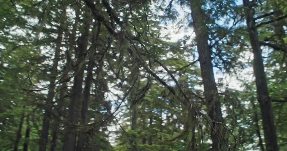 Lichen hangs off a branch in an old-growth forest in daytime