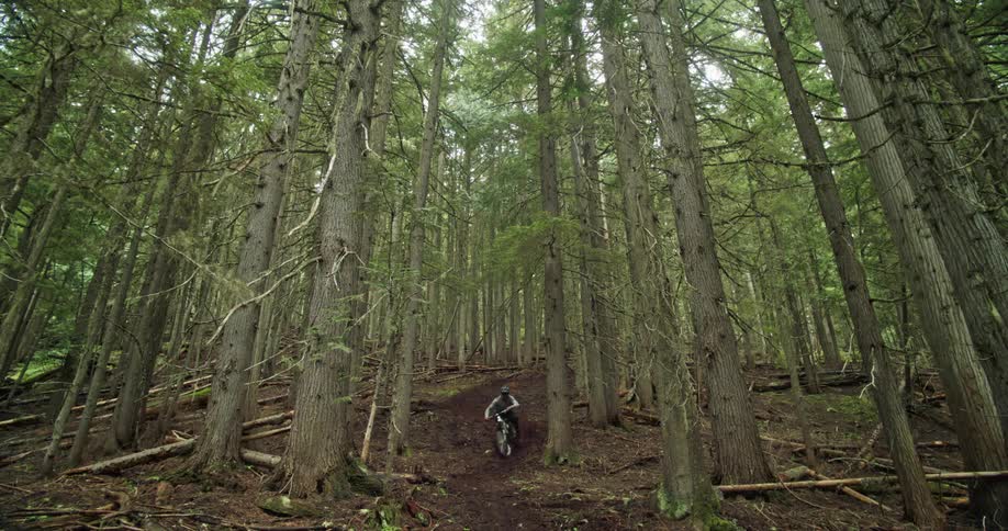 Person on a mountain bike descending a trail surrounded by trees