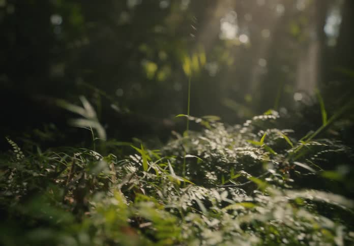 A persons feet walking over short plants in a forest
