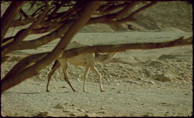 A camel walking across a dry rocky terrain with dead trees