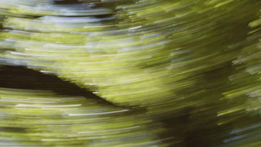 Vision of trees and the reflection of light blurred