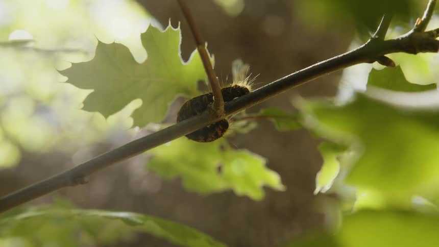 A curled caterpillar on a branch