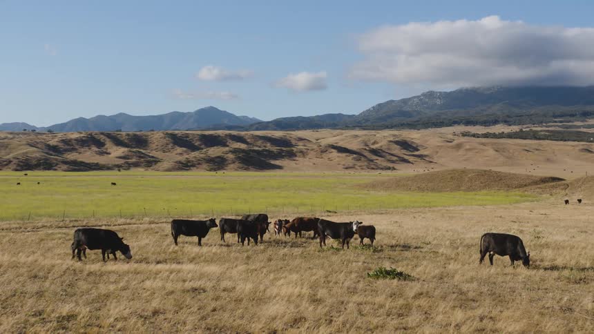 A herd of black cows grazing in a fenced in grass plain