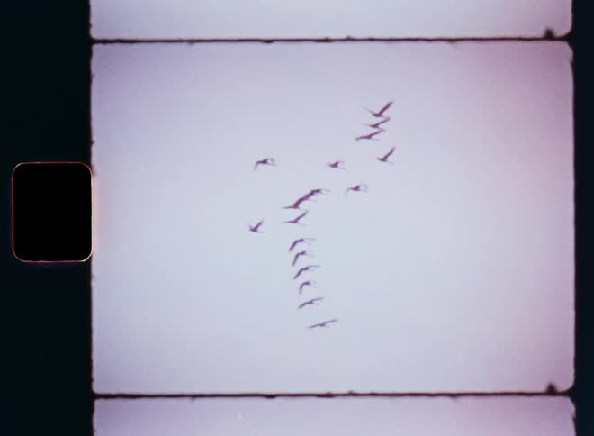 Swarm or flock of geese birds flying in front of a pink sky during an overcast day as the migratory geese are on their way south or north on vintage Super 8mm film