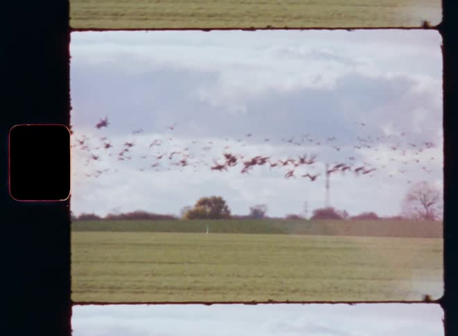 A large group or flock of birds such as geese are taking off from a green agricultural farm field flying away in front of a cloudy sky on a sunny day