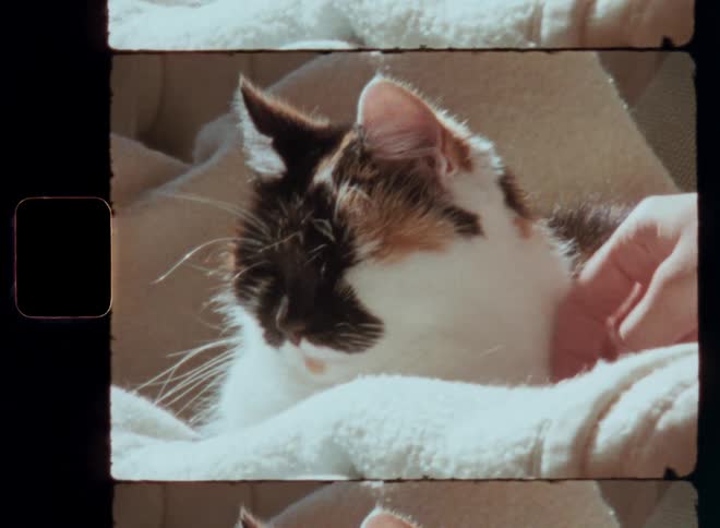 Caucasian hand petting female three-colored cat resting relaxing or sleeping on a sofa or chair on a beige blanket as her soft fur gets warmed up by the warm sun enjoying the moment of quietness fondness and tenderness between pet and owner