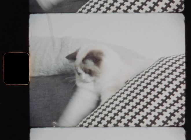 Adorable cute white cat or kitty is playing with a hanging toy while sitting or resting on the sofa or couch in the living room among pillows with retro patterns having fun and enjoying the moment filmed on Super 8mm with vintage vibes