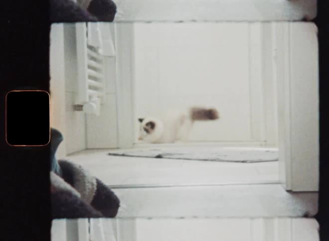 The hand of the pet owner throws a bouncing orange ball into the hallway or corridor and the domestic cat runs around the corner and chases the toy with speed energy and excitement while playing and having fun