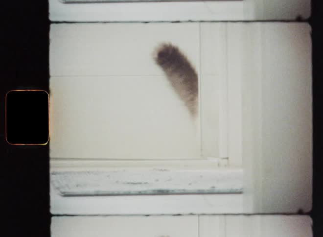 Kitty or small cat with thick long fur running after an orange ball with high speed while chasing the toy and playing on the bathroom floor before she hides behind the glass wall of the shower expressing joy and excitement