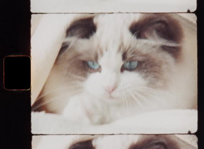 A cute kitty or kitten or small cat with bright blue eyes and soft fur paws at a rustling blanket that its hiding under while it plays with the loving pet owner on the bed inside the house or flat on vintage Super 8 mm film