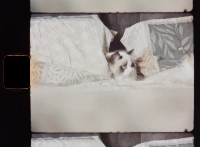 Agile and energetic small Ragdoll cat chases a toy mouse on a string on the bed inside the house in the bedroom while the domestic animal lurks between the pillows to attack her pray while playing with the pet owner