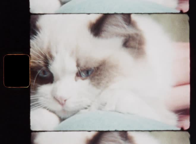 A cute kitten or kitty with bright blue eyes is sitting on the lap of a white person wearing a light blue jeans and vigorously petting the cat with long and soft fur enjoying the love and attention of the owner