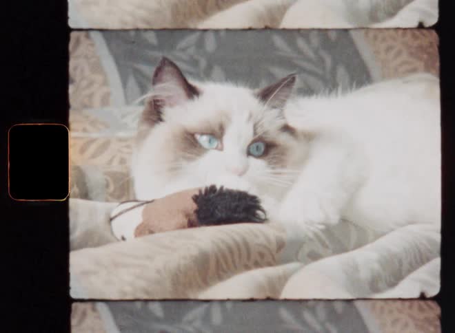 Adorable Ragdoll cat or kitten with white fur playing with a toy biting into it and holding it with her paws while laying and relaxing on the bed before she rests her head onto the soft fabric of the blanket