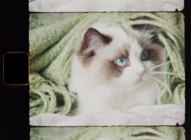 Agile furry cat with long white fur and blue eyes tries to catch whatever is moving under the bed covers while hiding under a green woollen blanket as she plays in a cute and adorable way with excitement and fun on Super-8 film