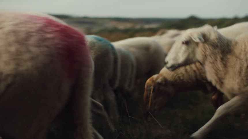 A flock of white sheep and some of them have blue paint and others red on their backs